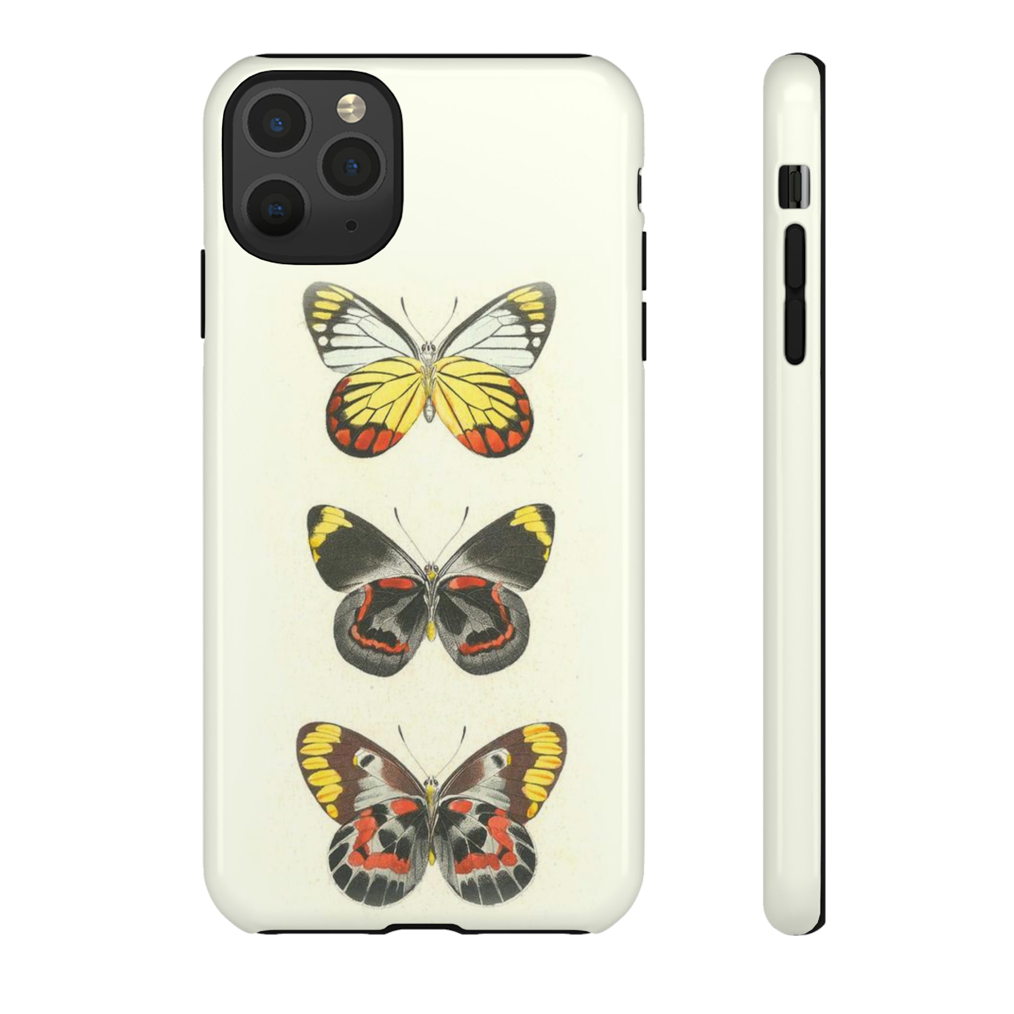Lucas Butterfly Study c.1835 published by the French