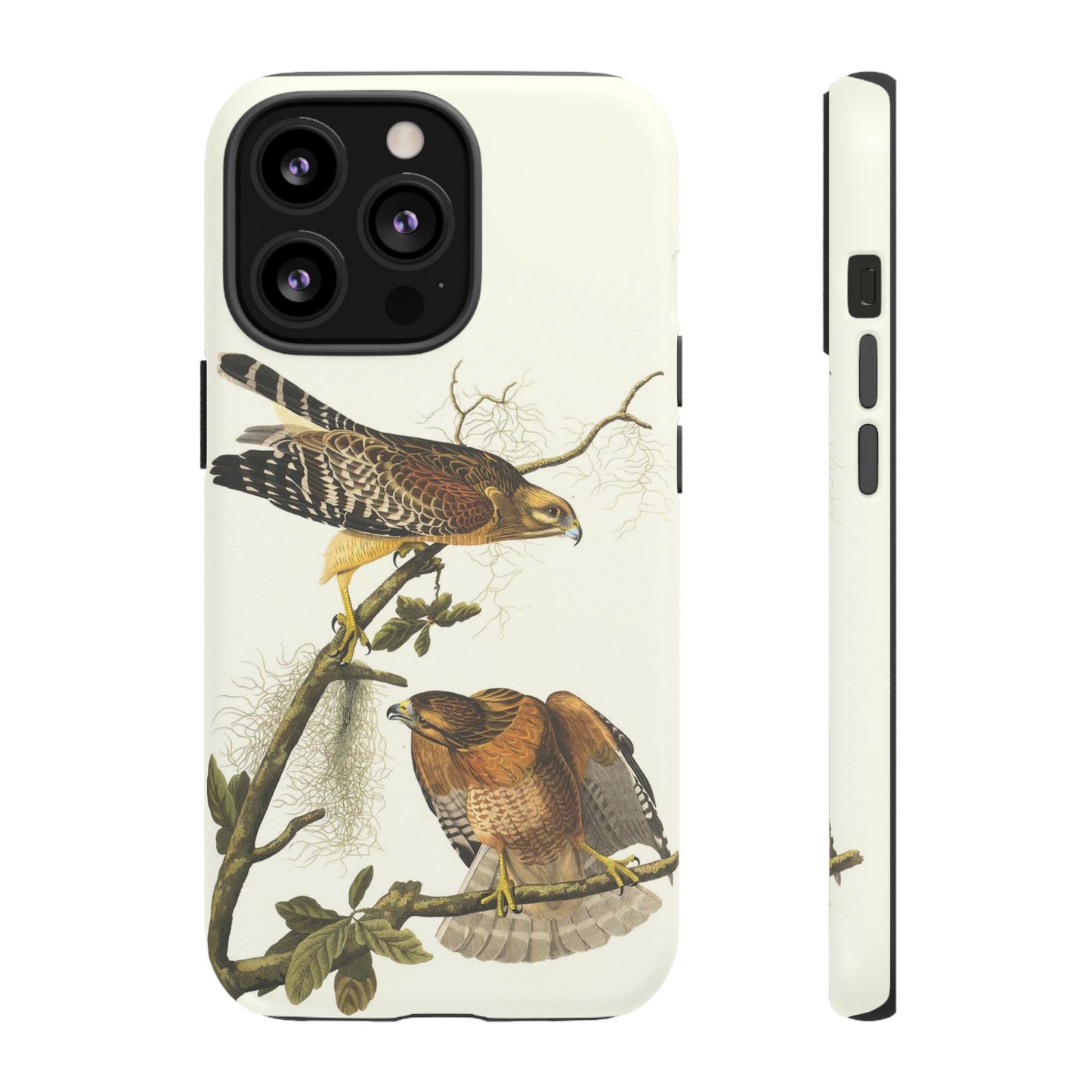 Audubon Red Shoulder Hawks
