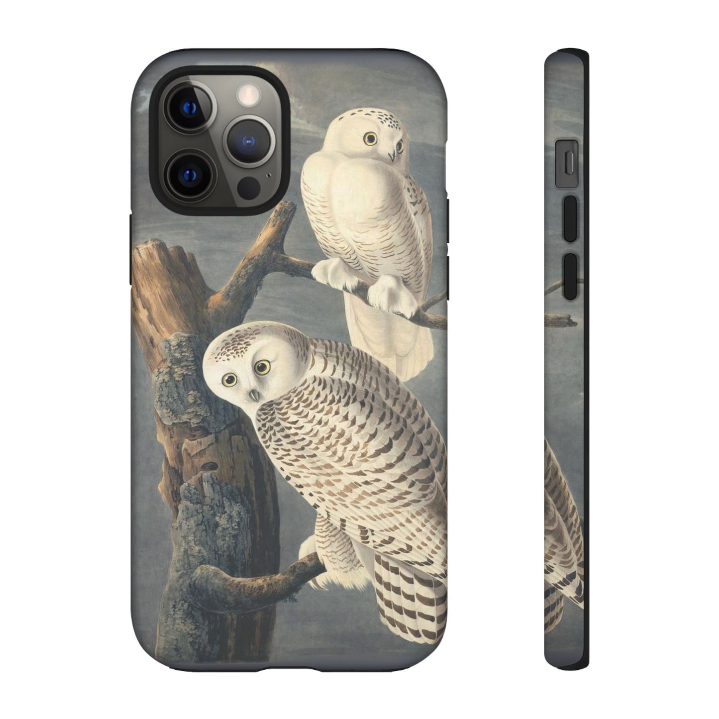 Audubon Snowy Owl