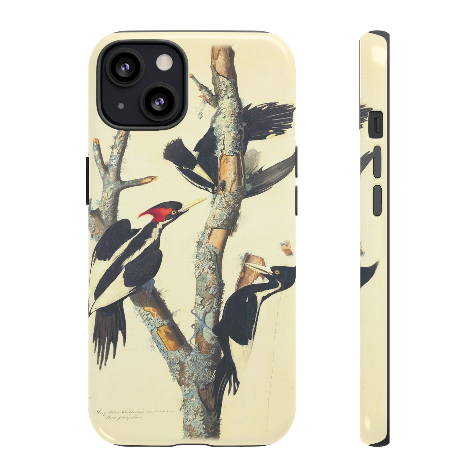 Ivory Billed Woodpecker